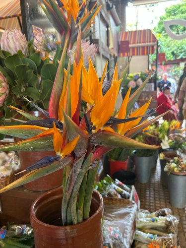 Fleur typique de Madère IMG_1454